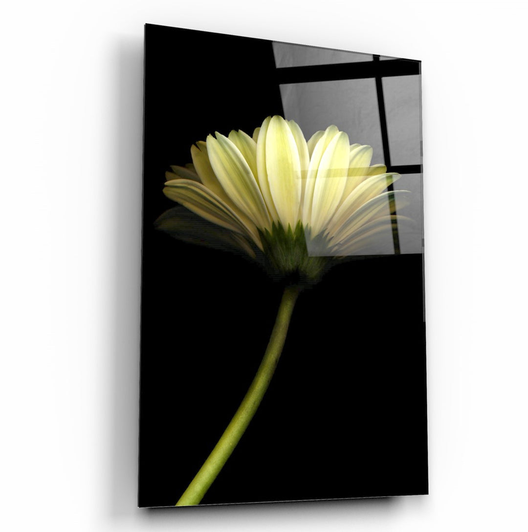 Beyaz Papatya Cam Tablo