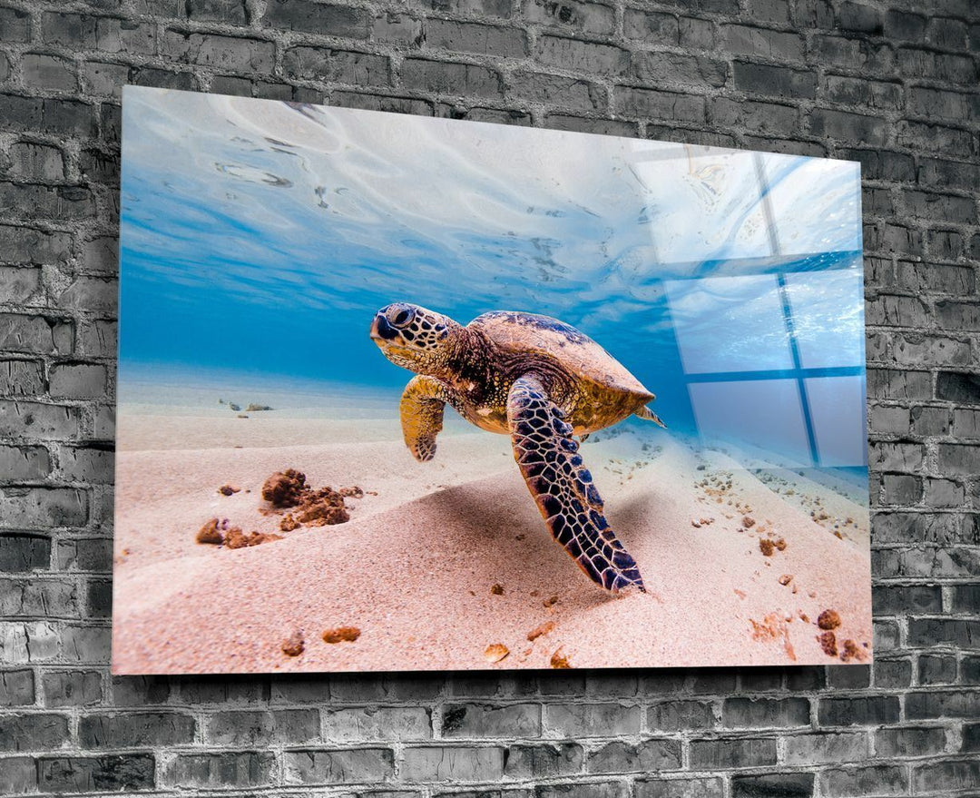 Deniz Kaplumbağası Cam Tablo No:1125