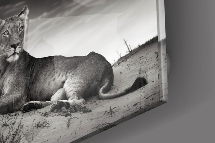 Dişi Aslan Cam Tablo No:1146