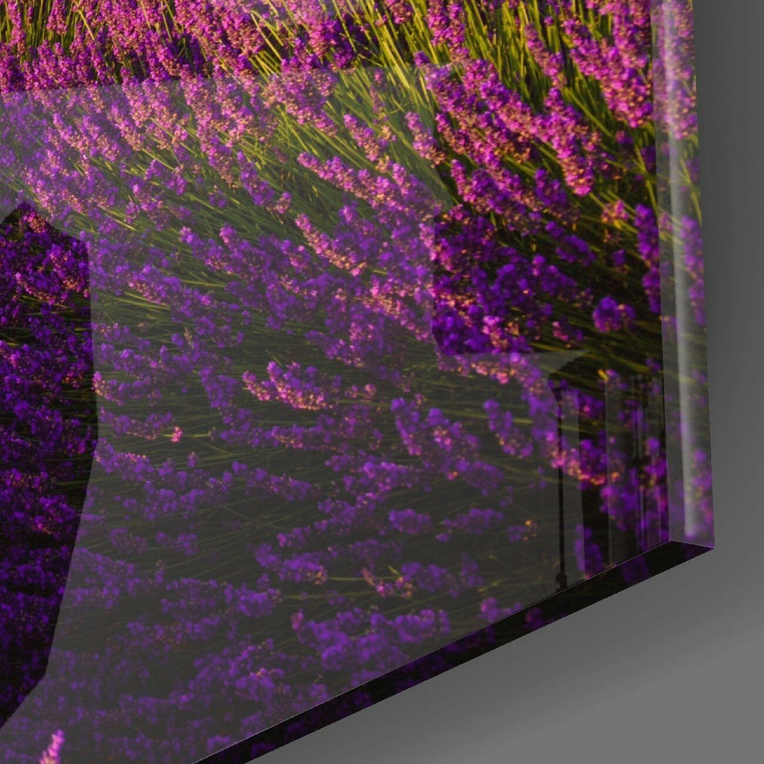 Lavanta ve Balon Cam Tablo