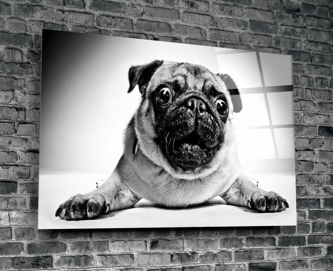 Pug Köpek Cam Tablo No:1043