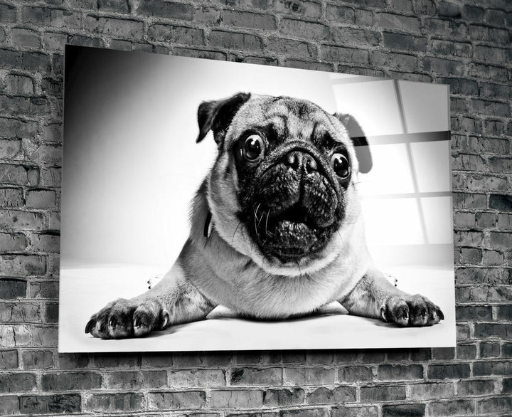 Pug Köpek Cam Tablo No:1043