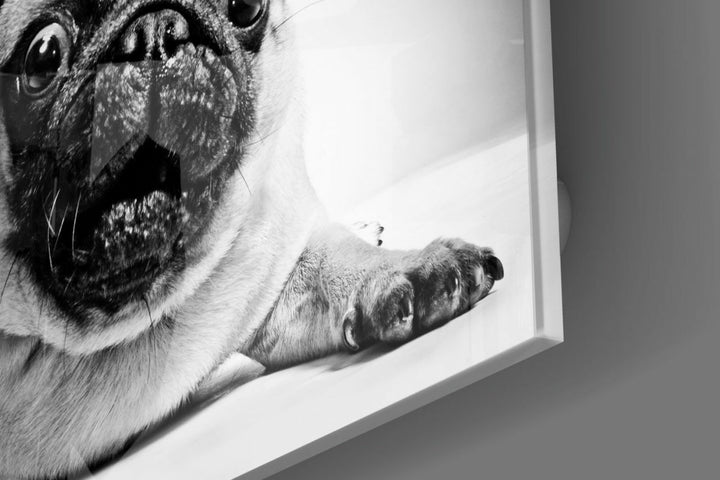 Pug Köpek Cam Tablo No:1043