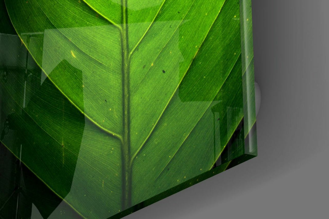 Yeşil Yaprak Cam Tablo