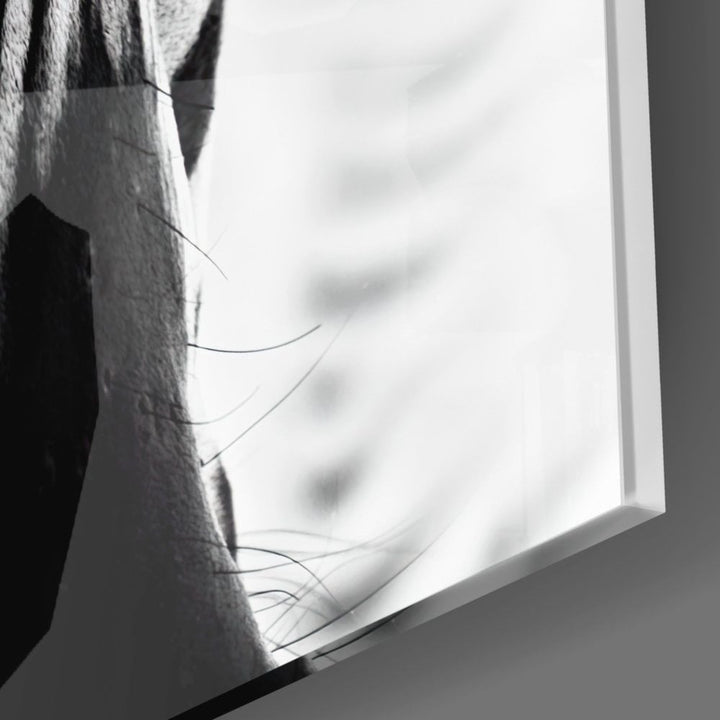 Zebra Cam Tablo No:8047