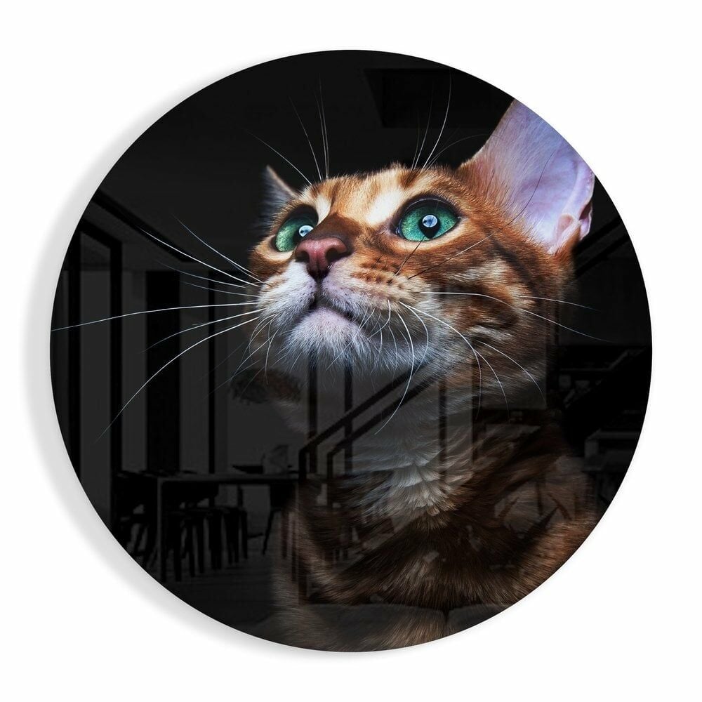 Kedi Cam Tablo