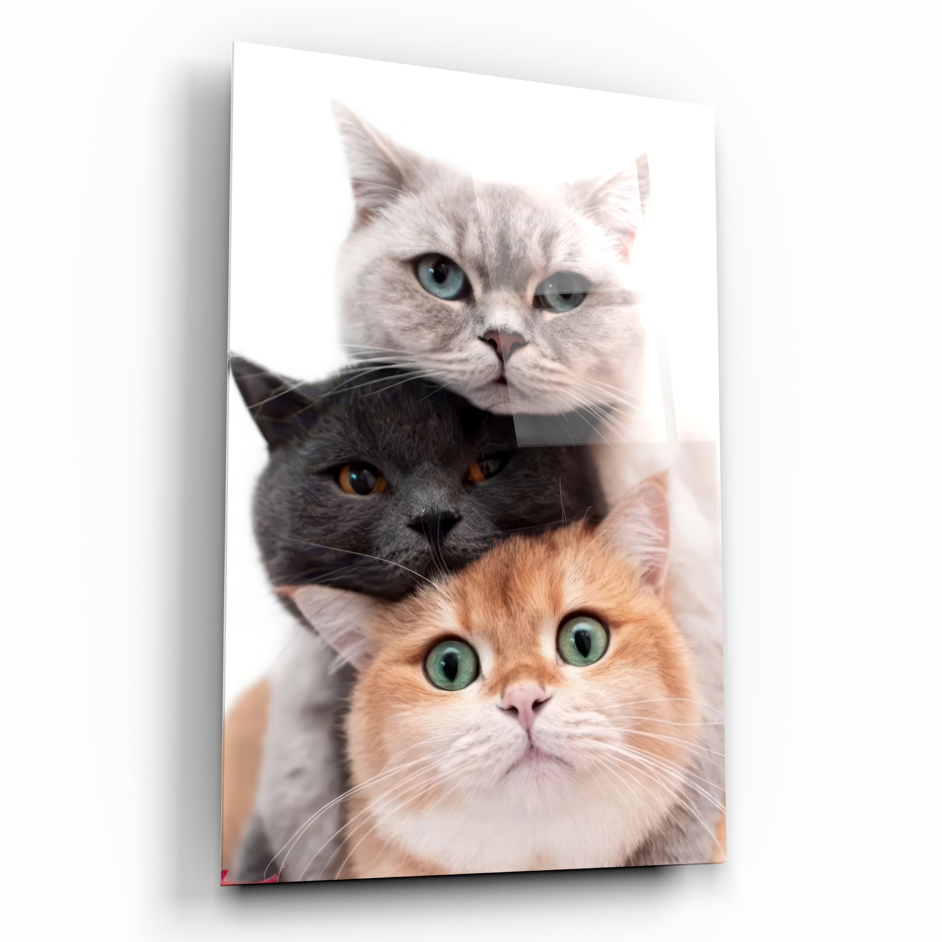 Sevimli Üç Kedi Totemi Cam Tablo